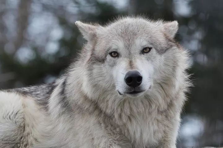 Alaska Wildlife Day Tour with Free Hotel Pickup