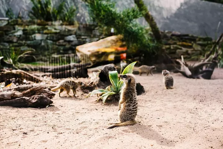 Sydney Taronga Zoo Wild Australia Experience