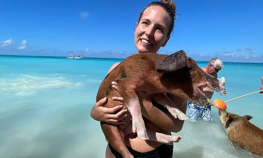 Image 4: Rose Island Snorkeling, Lunch, Rum Punch and Swimming Pigs