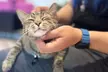 Cat Café Maui Experience – Relax with Rescue Cats - Second Medium