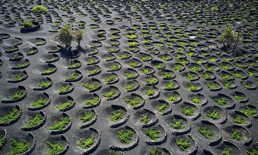 Image 2: Sabor Tradición 4 Bodegas y Tapas Bar