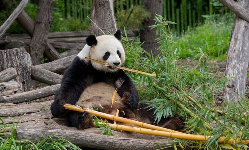 Image 5: Privater Transport zum Berliner Zoo