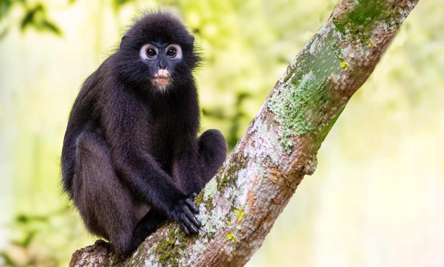 Image 34: ✈ MALAYSIA | Kuala Lumpur - Kuala Lumpur - Penang - Langkawi Combin...