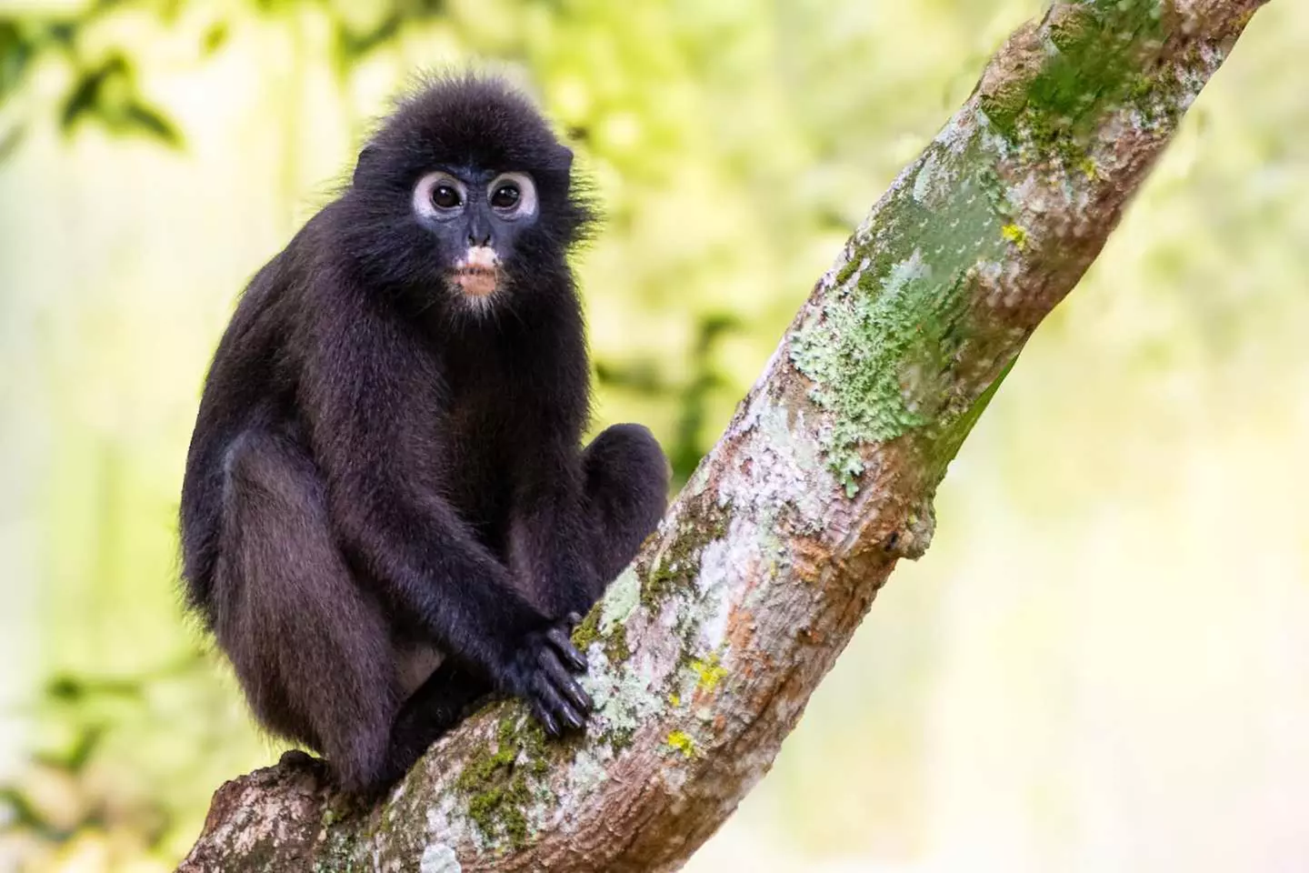 ✈ MALESIA | Kuala Lumpur - Viaggio combinato Kuala Lumpur - Penang ...