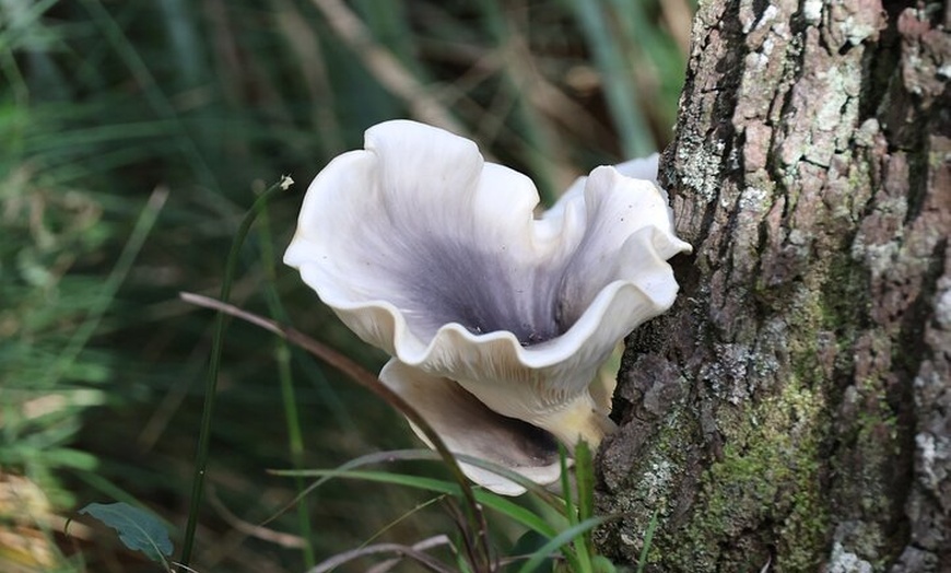 Image 28: Blue Mountains Private Tour