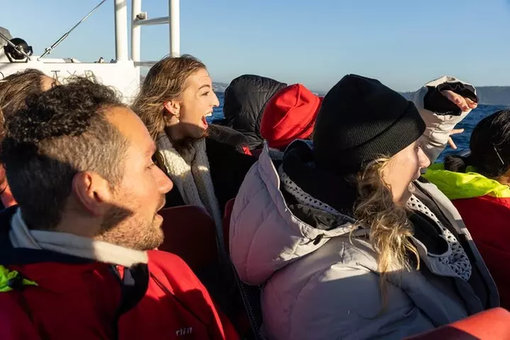 Humpback Whale Encounter Tour from Newcastle