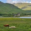 Image 12: Private Tour of Highlands, Oban, Glencoe, Lochs & Castles from Glasgow