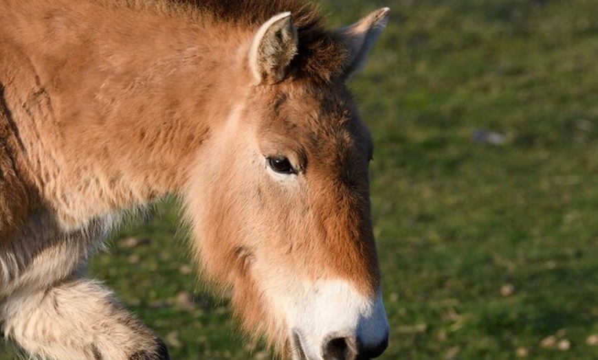 Image 7: Visita Paleolítico Vivo 4x4