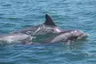 1-Hour Private Party Assateague Island Pony Cruise in Ocean City - Second Medium