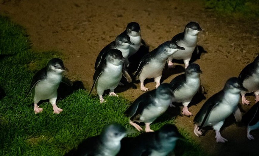 Image 14: Full-Day Phillip Island Tour with Kangaroo, Koala and Penguin Parade