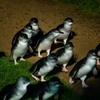 Image 14: Full-Day Phillip Island Tour with Kangaroo, Koala and Penguin Parade