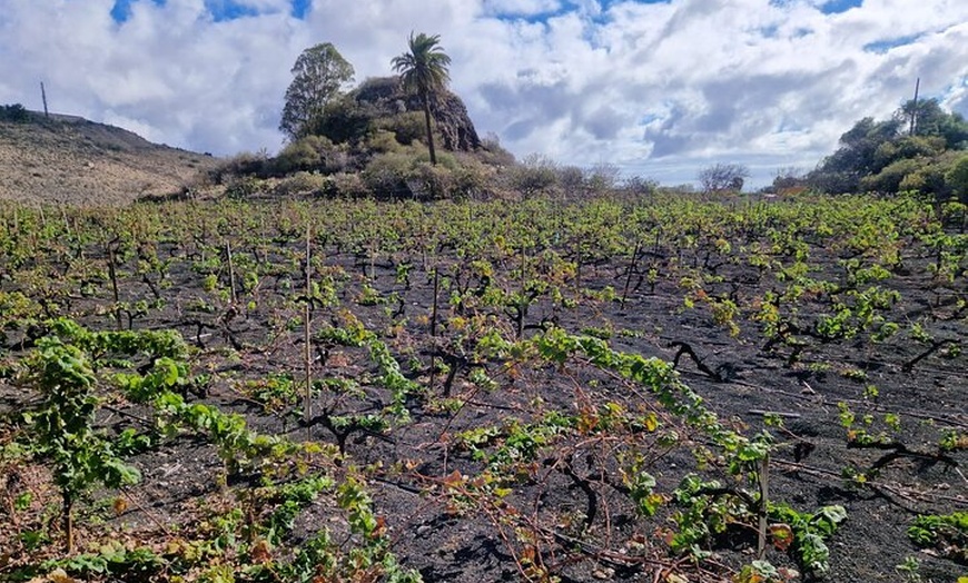Image 5: Gran Canaria Premium Tour: Volcanes y Vino para cruceristas
