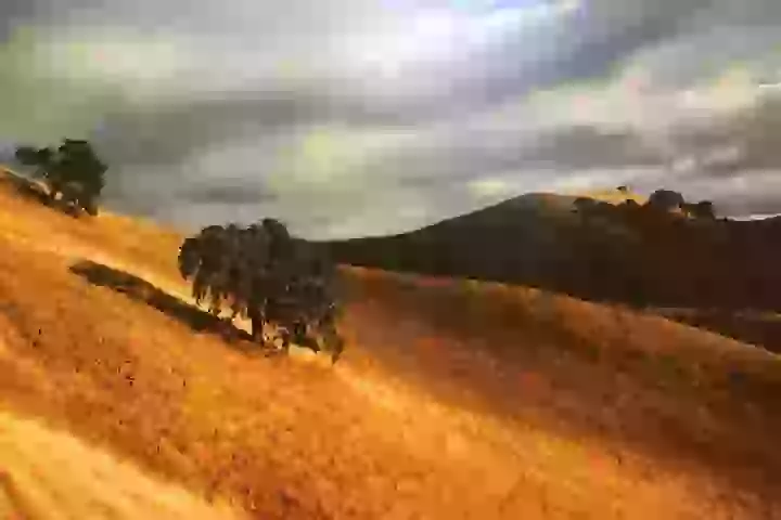 Cow Heaven: An Agricultural Self-Guided Driving Tour