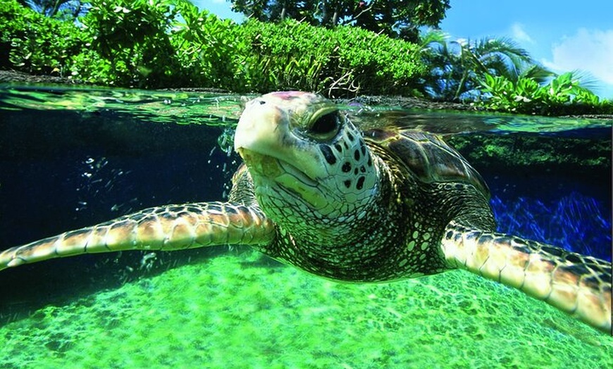 Image 21: Acuario de Palma con autobús de vuelta desde Port Alcudia