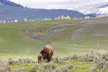 Lamar Valley Wildlife Watching - Second Medium