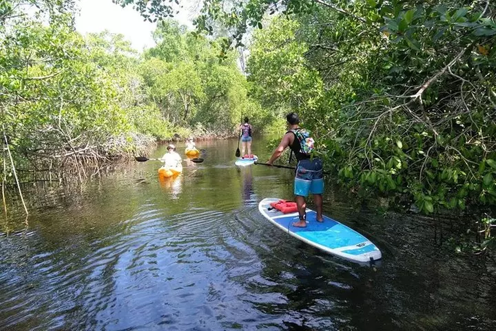 Naples Fl, Paddleboard Mangrove Forest Tour