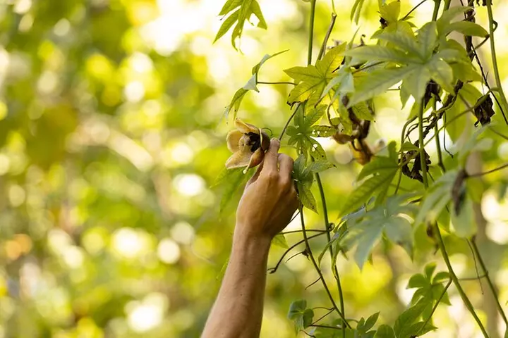 Secret Tide Pool Hike - Jungle & Coast - Private