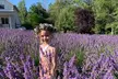 U-Pick Lavender Experience on Bainbridge Island - Second Medium