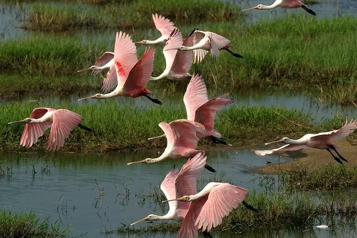 10,000 Islands Boat Tour + Naturalist Led Walk in the Everglades!