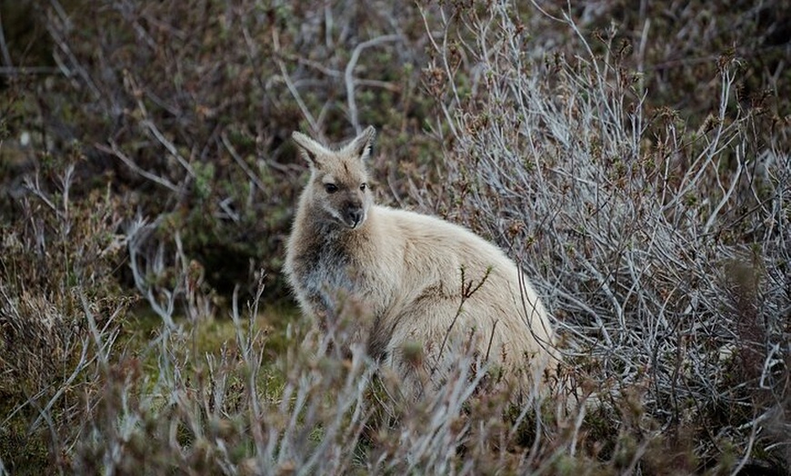 Image 5: 6 Day Island Icons Tassie Day Tour Bundle