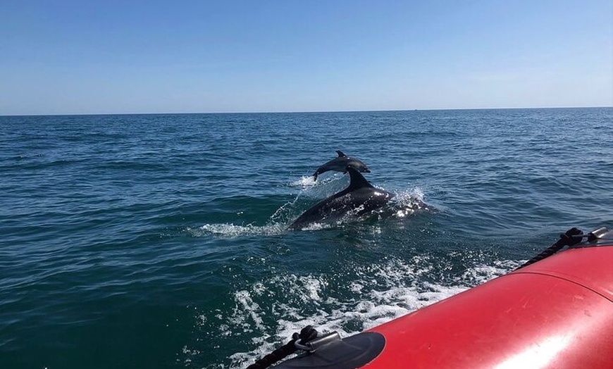 Image 4: Torquay Coastal RIB Seafari