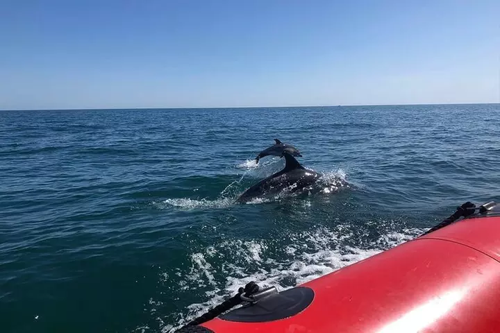 Torquay Coastal RIB Seafari