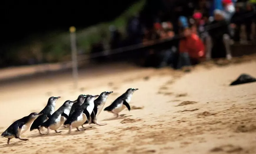 Image 3: Puffing Billy Tour and Penguin Parade from Melbourne