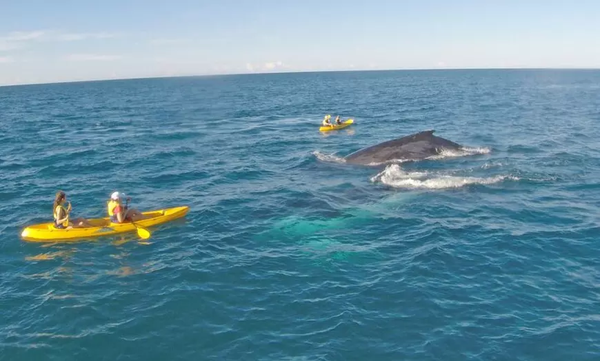Image 4: Whale Watching Ocean Kayak Tour