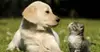 $25 For $50 Toward Any Dog Grooming Services