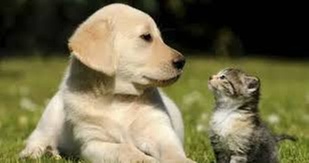 $25 For $50 Toward Any Dog Grooming Services