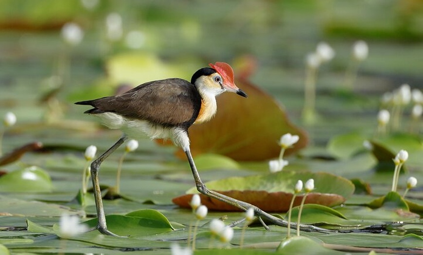 Image 7: Ord River Nature Boat Tour (minimum 2 passengers required)