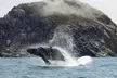 Whale Watching Adventure in Morro Bay - Second Medium
