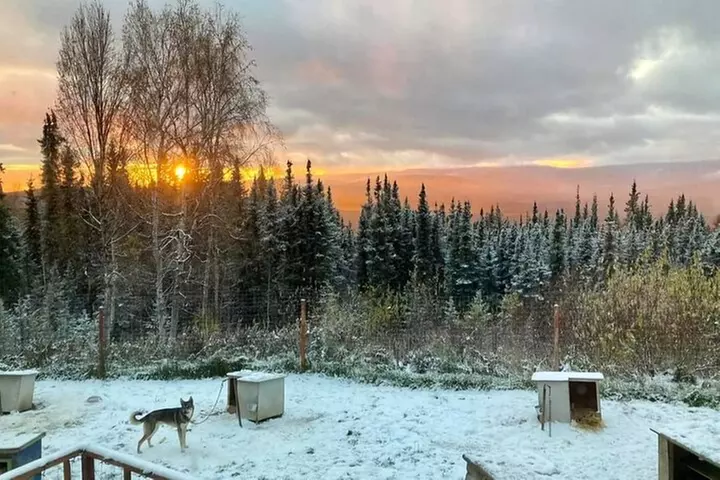 Sluice Box Kennel Alaskan Homestead & Husky Life Experience