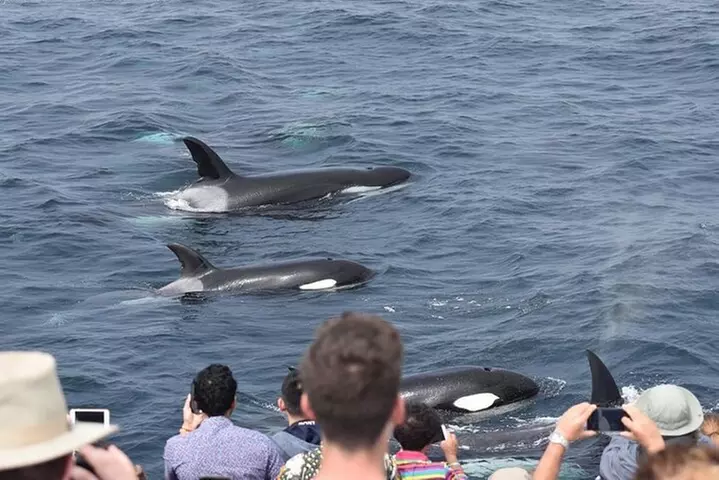 West Harbor LA Whale and Dolphin Watching Cruise