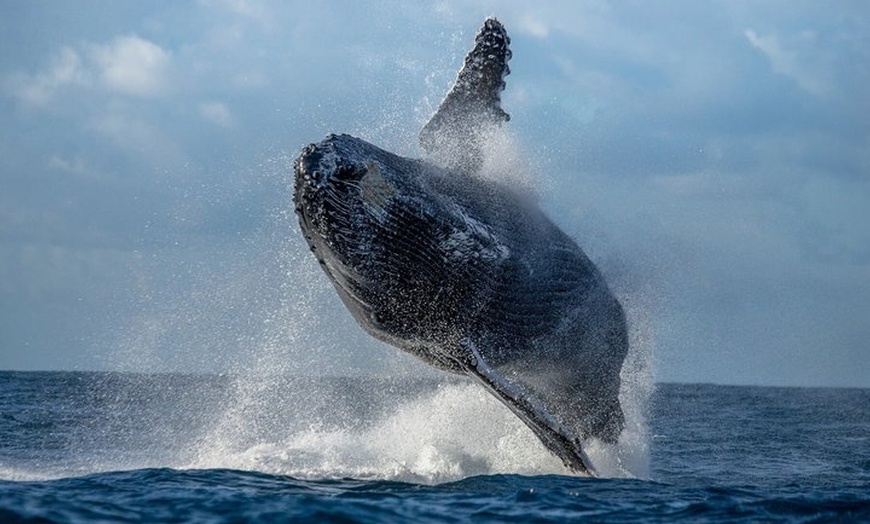 Image 9: Maui Whale Watching: 2-Hour Small Group Raft Tour from Lahaina