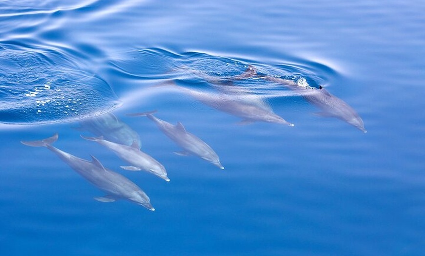 Image 6: Jervis Bay Full Day Tour Dolphin Cruise and Kiama Blowhole