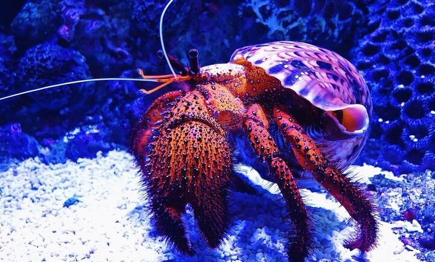 Image 3: Tomb of the Pharaohs and Cairns Aquarium Combo