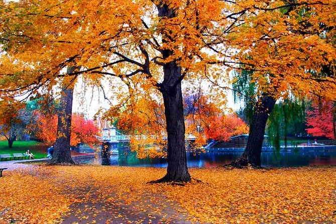 Autumn in New England: Fall Foliage Sightseeing Day-Trip with Lunch from Boston - Primary Image
