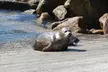 Big Sur Sightseeing Tour - Second Medium