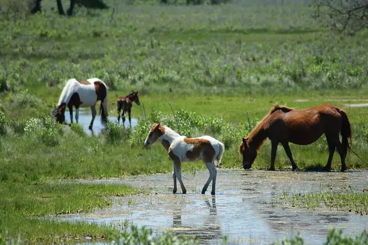 Private Boat Tours of Chincoteague & Assateague - Wild Ponies - Second Medium