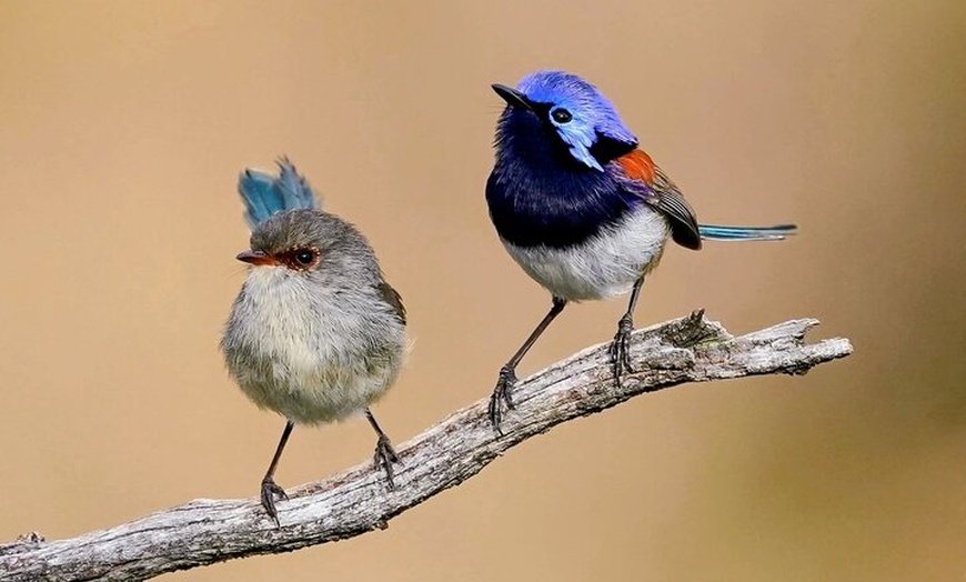 Image 6: Australian Animal Night Safari