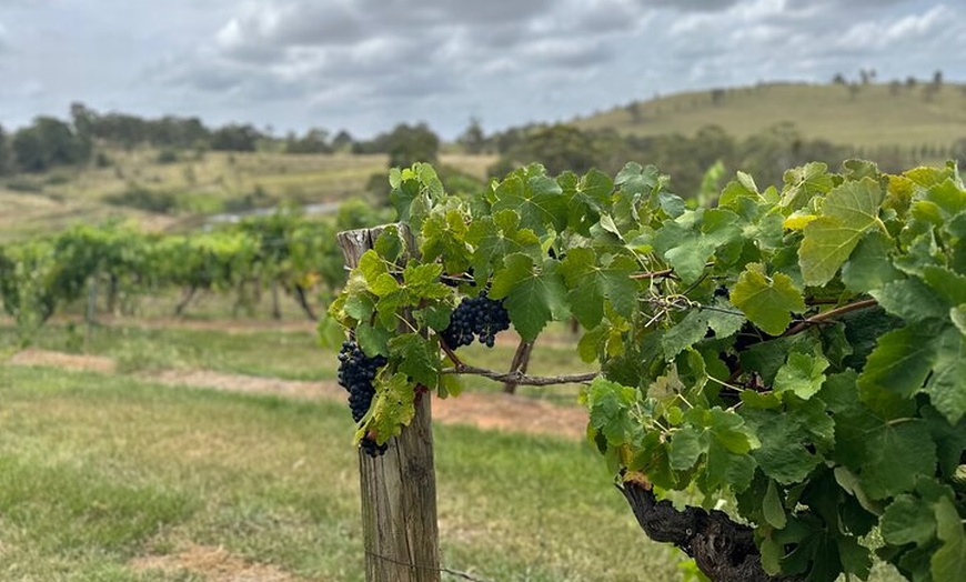 Image 11: Sydney: Private Wine tour - Hunter Valley & Wollombi Valley