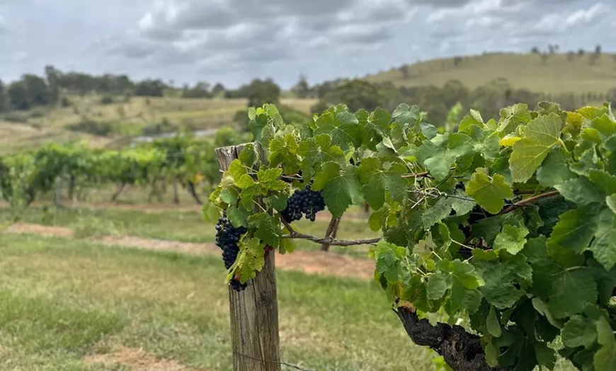 Image 6: Sydney Hunter Valley Boutique 4WD Tour with Lunch and Sunset
