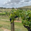 Image 11: Sydney: Private Wine tour - Hunter Valley & Wollombi Valley