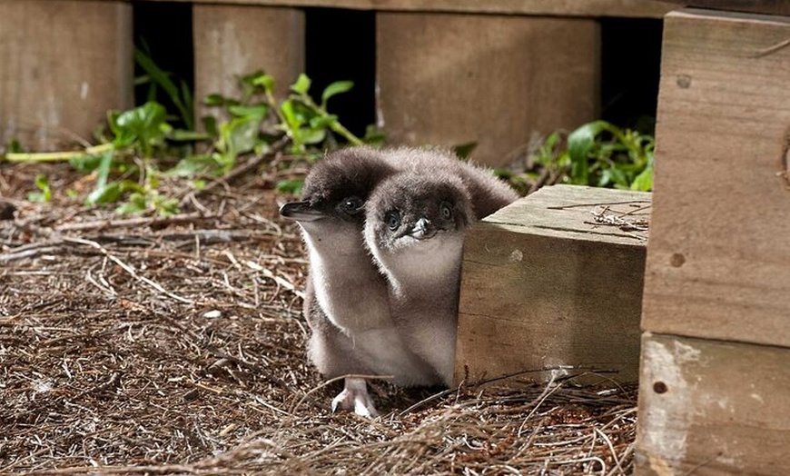 Image 3: Penguin Parade Express Private Tour Melbourne to Phillip Island