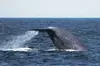 San Diego Whale/Dolphin Watching Cruise Aboard Luxury Vessel