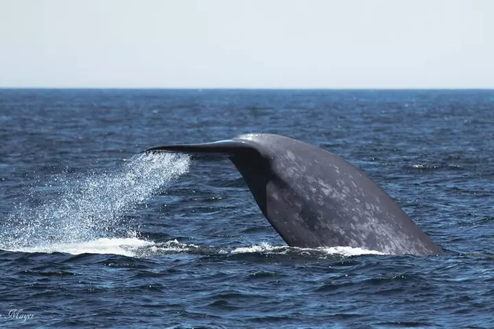 San Diego Whale/Dolphin Watching Cruise Aboard Luxury Vessel - Primary Image