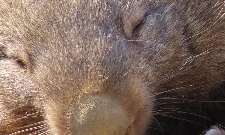 Image 10: Phillip Island Penguin Parade and Wildlife Tour from Melbourne