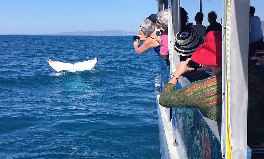 Image 21: Aquascene Magnetic Island Discovery Tour