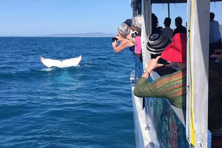 Magnetic Island Discovery Tour with Snorkeling & Paddle Boarding